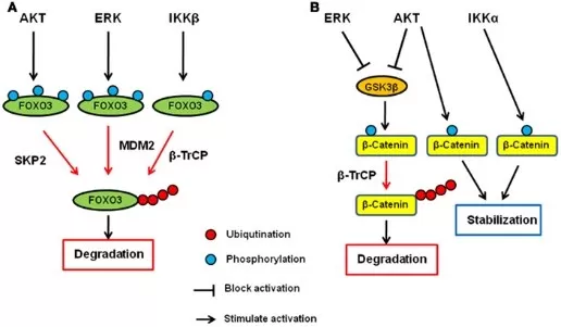 Regulation of protein degradation via ubiquitination and phosphorylation